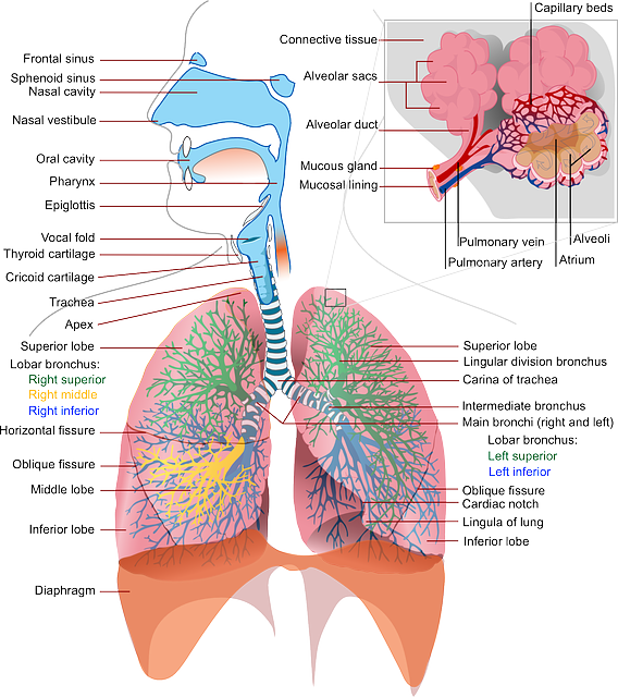 what is nasal breathing